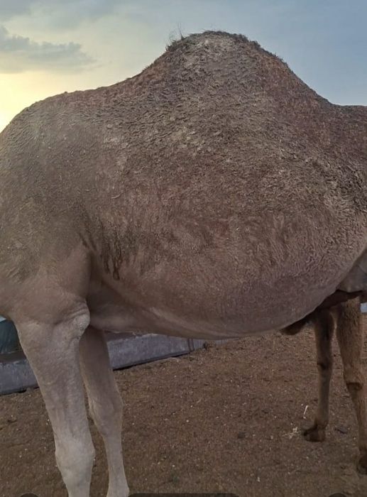 Түйе сатылады ssss