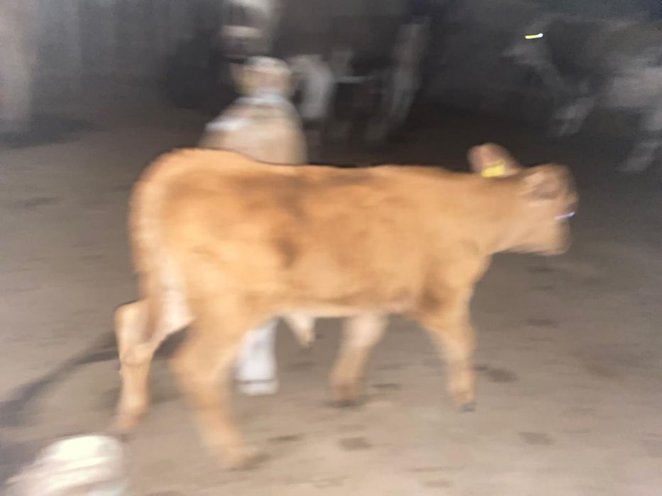 Бұзаумен сиыр сатлад