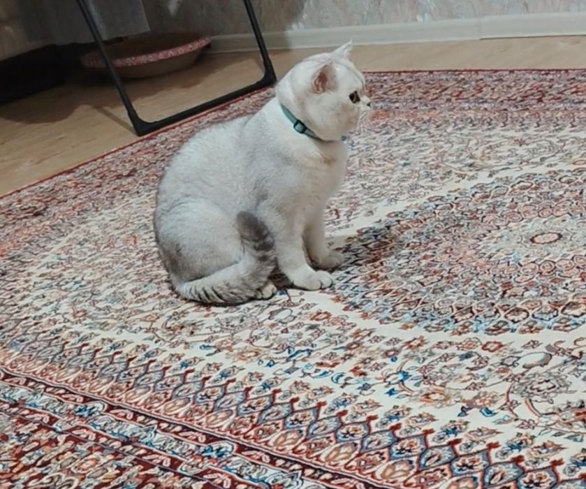 Вязка кота серебристый шин шыла сильвер крупный весом 6кг