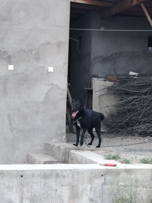 Toza nemis afcharkasi (Kamyob qora rangidan)