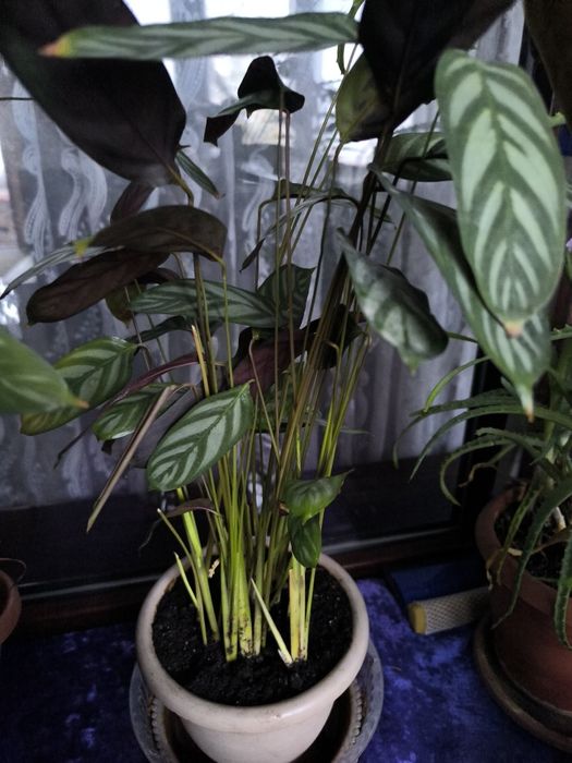 Продам цветок по 2500 тенге.