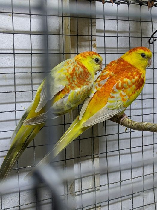 Певчие попугайчики