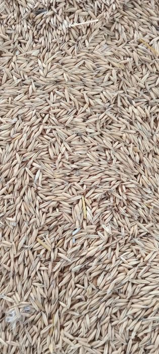 Пшеница ячмень арпа бидай