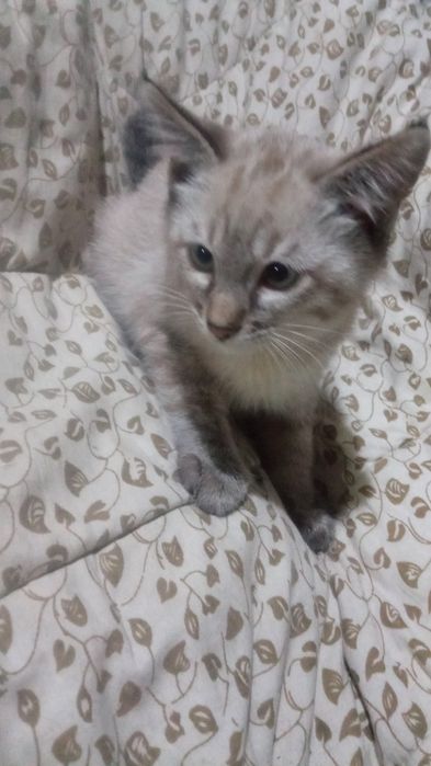 Котята сиамские два мальчика