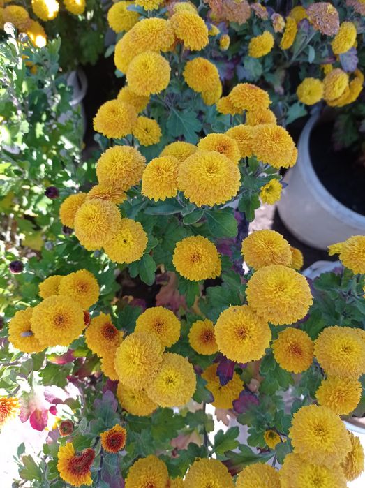 Распродажа Хризантема, хризантемы мультифлора