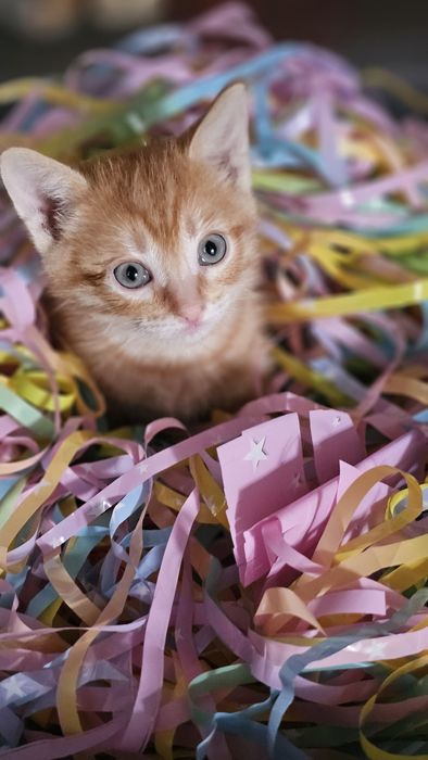 Отдам котёнка в добрые руки