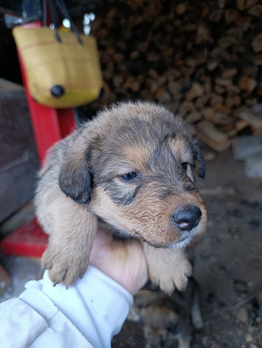 DONEZ Căței talie mică