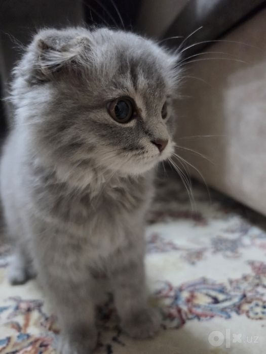 Шотландский вислоухий котенок девочка