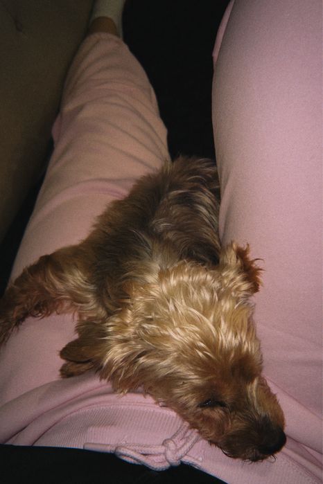 Pet-sitting, bona pentru animale