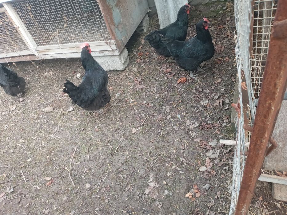 Qora Shaxzoda tovuqlari sotiladi.