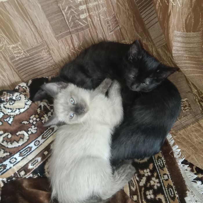 Отдам котят в добрые руки
