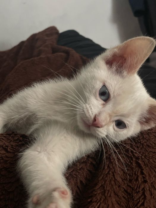 Котенок,ласковый мальчик