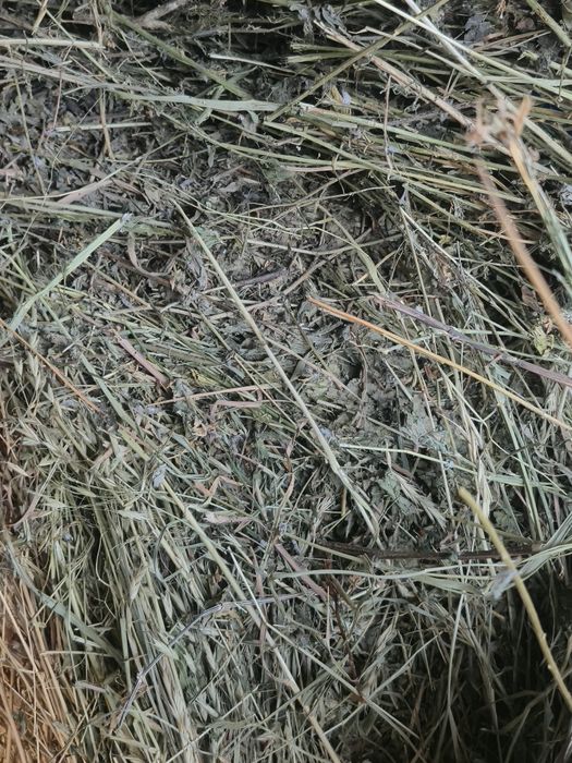 Vând urgent 40 de balotii din lucerna si fan