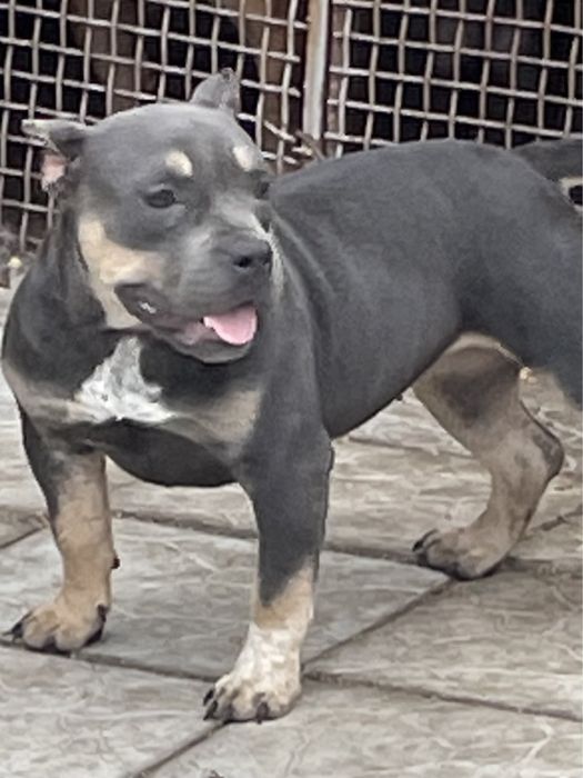 Американский булли