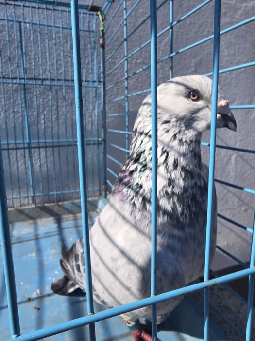 Turturele rozatoare si voiajori standard de vanzare