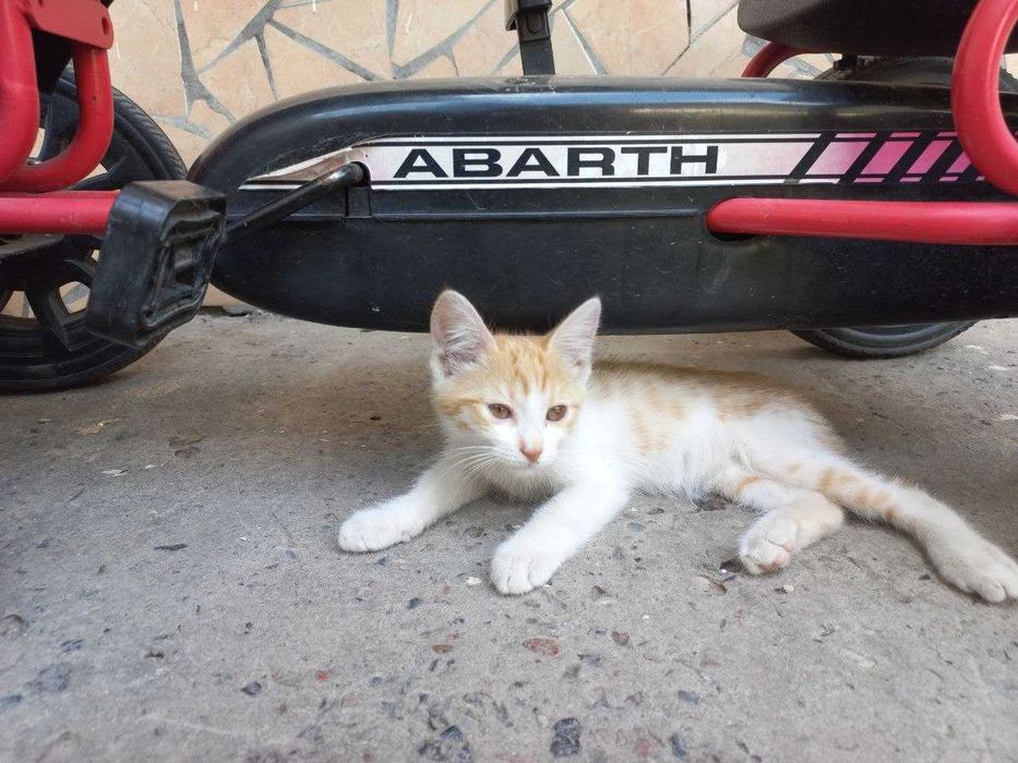 Мушук Котёнок 2 месячный добрые руки Активный здоровый и очень игривый