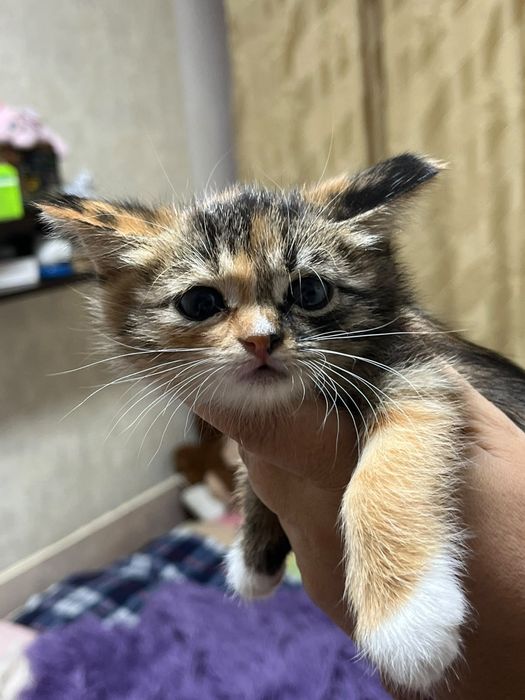 Отдам котят в хорошие руки