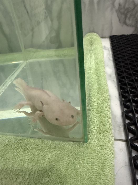 Продам аксолотль