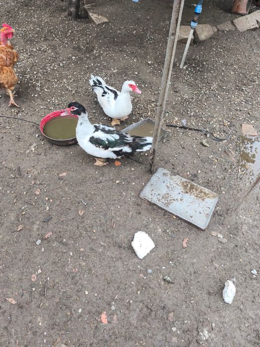 Vand rate lesesti din primavara