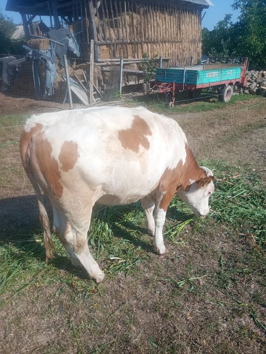Vând vițea Bălțată Românească