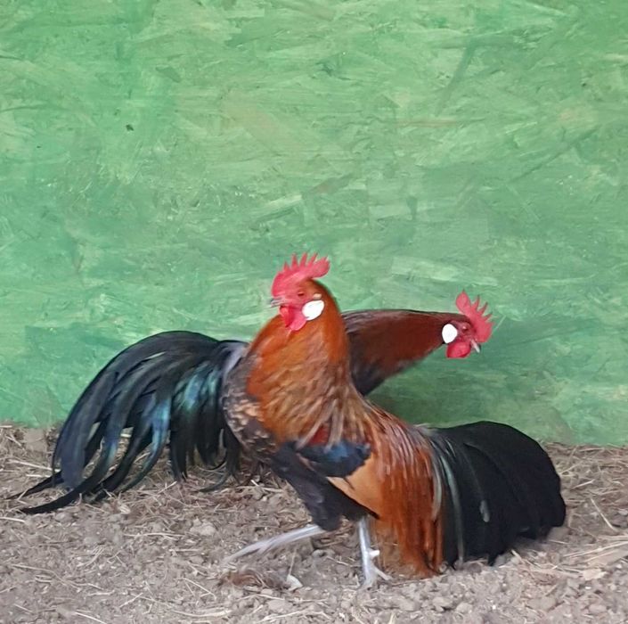 Cocosi pitici  Phoenix,  Porumbei voltați  (curcani) si rațe leșesti