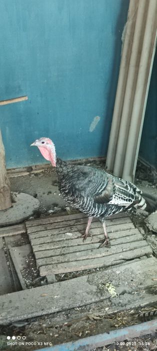 Индюшка наседка живой инкубатор