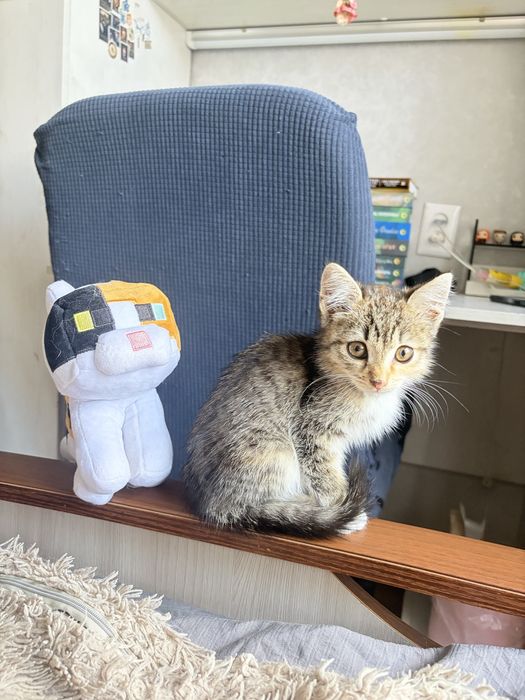 Отдам котенка в добрые руки!