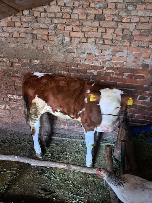Disponibilă super vițea de 6 luni