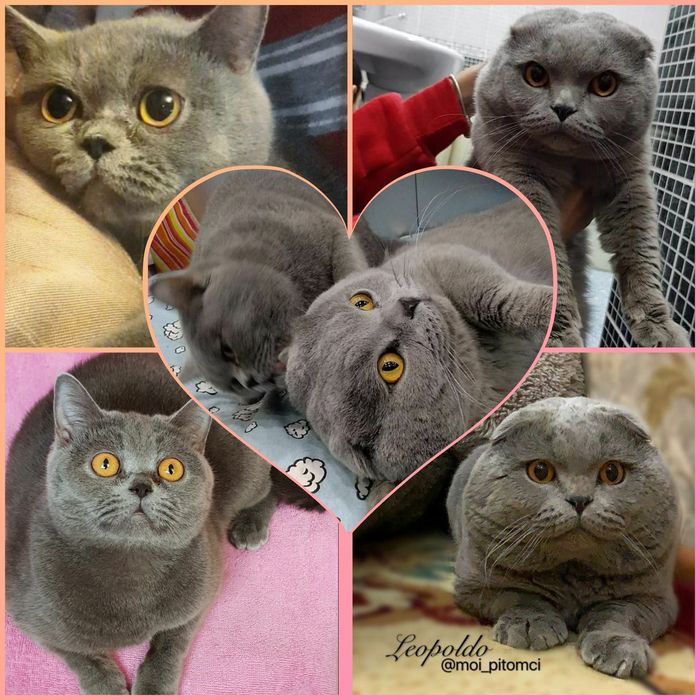 Плюшевый шотландский кот на вязку