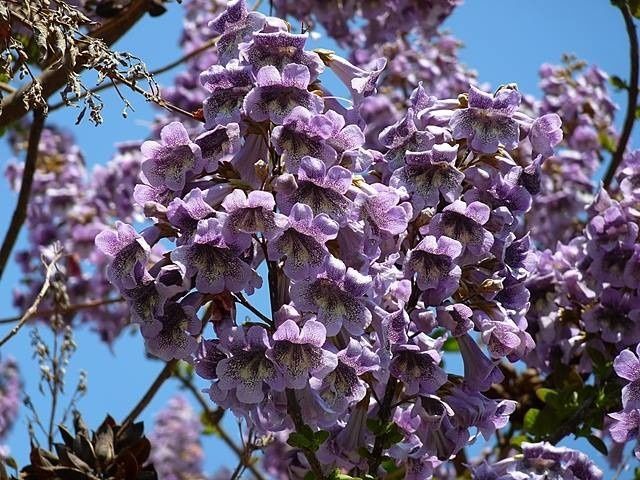 Paulownia Tomentosa(Arborele Prințesei)