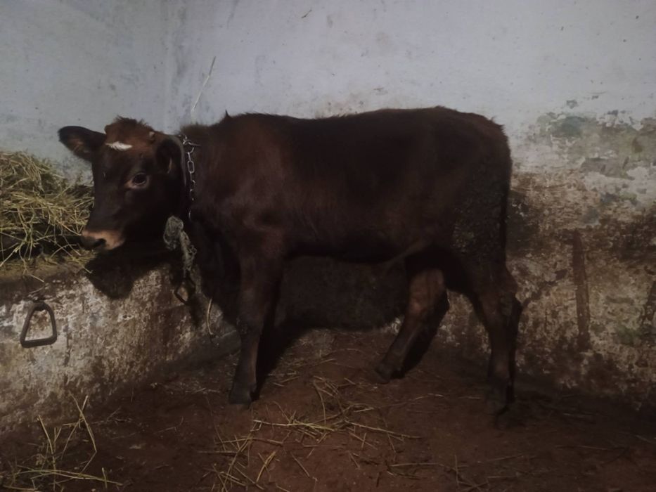 Vând doua jurinci mari de un an jumate din mame bune de lapte