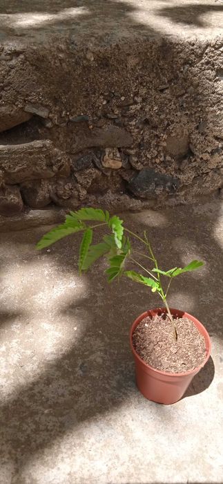 Албиция!Ледебурия,Африканска лилия ...Албиция ... Копринено дърво < 3