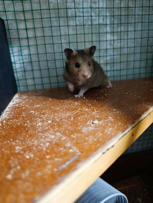 Хамяк  Сиренский сотилади