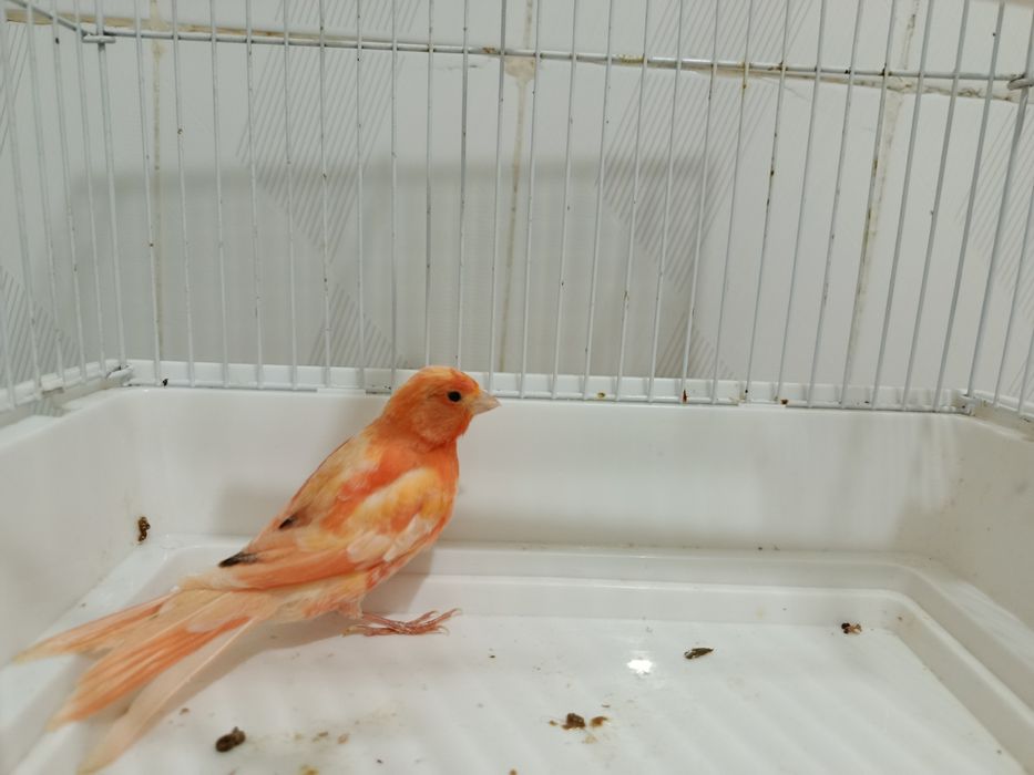 Кенар, канарейка нар