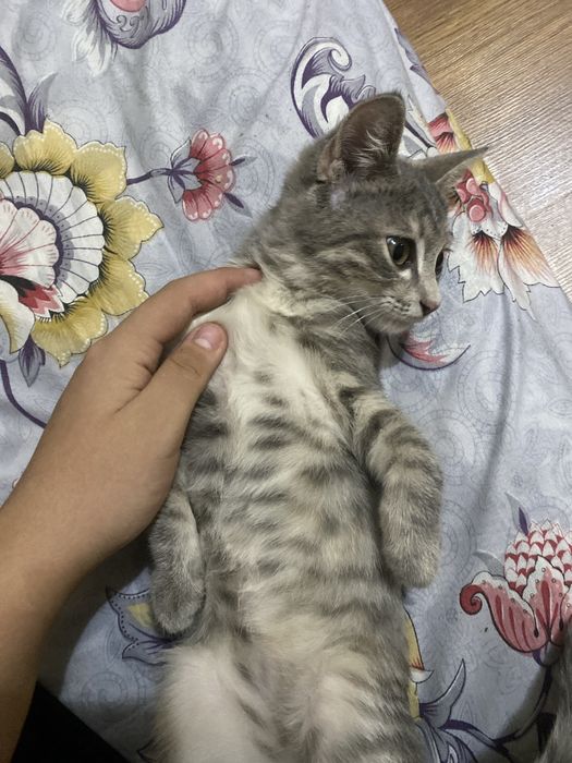 Дам в добрый руку