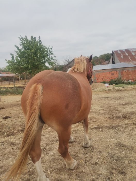 Vând iapa grea sau schimb cu vitei