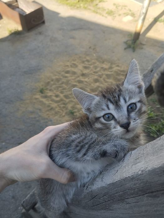 Отдам котят, 2 месяца