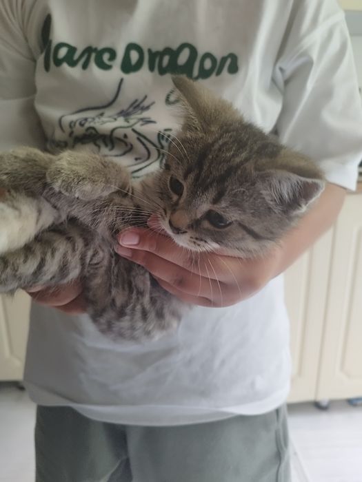 Кошка дарам аааааап