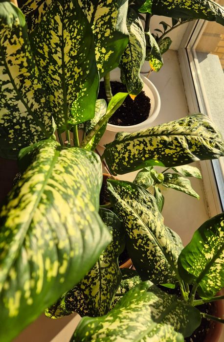 Диффенбахия, цветок, цветы