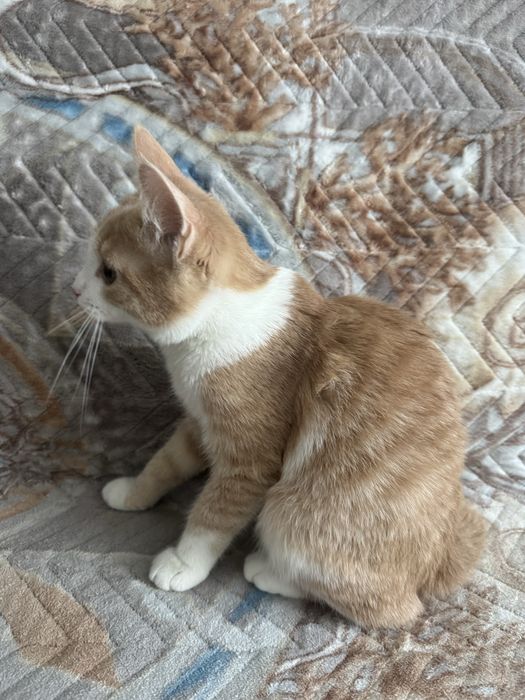 Кот 5мс бесплатно