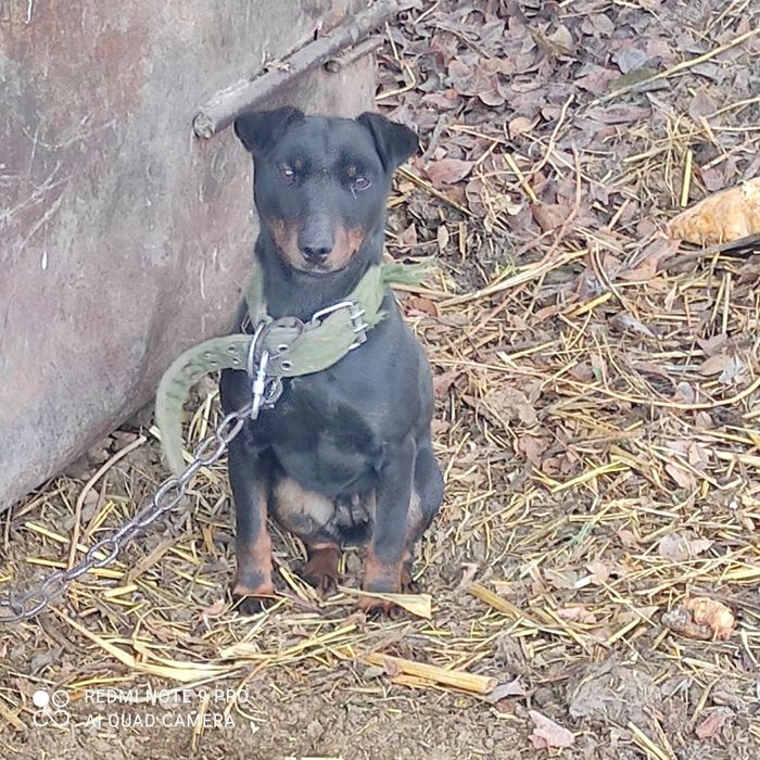 Продам Ягдтерьер, 3 года