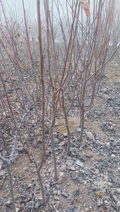 Олхури кучатлари (чернослив) сотилади