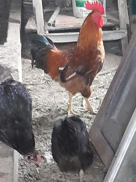 Кучинский петух
