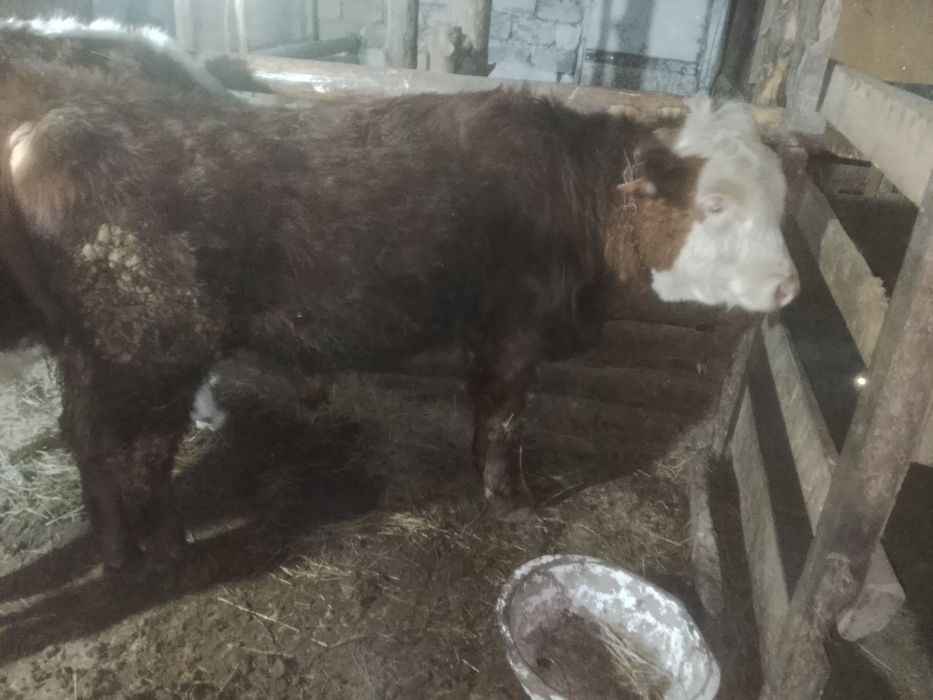 Продам бычка с откорма 550