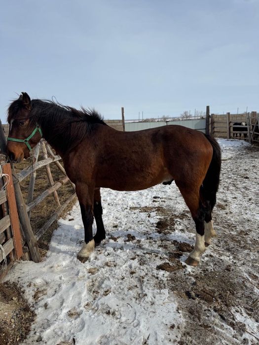 Продам лошадь айгыр 5 лет