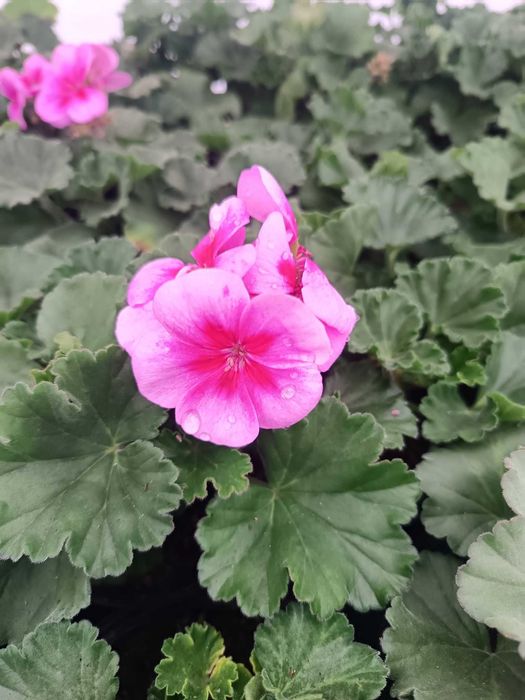 Цветя на Едро и Дребно