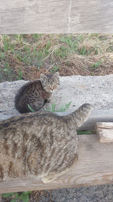 Котенок 3-4 месяца
