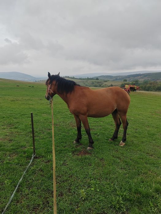 manza de vanzare jud alba