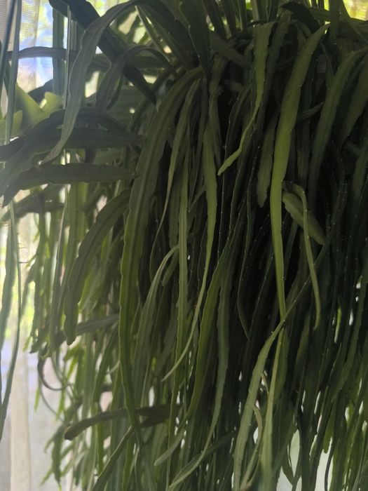Lepismium Bolivianum