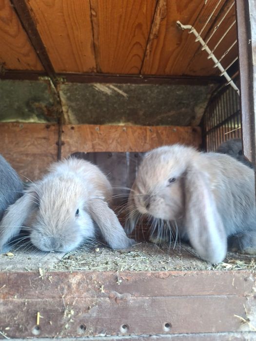 Iepurasi berbec german rasa foarte blandaa